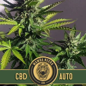 Blimburn Seeds - Mamba Negra Auto CBD