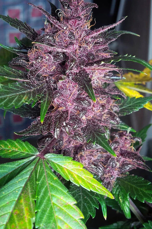 Critical Mass Collective - Auto Mendo Mass