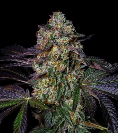 Pure Instinto - Kushmallow