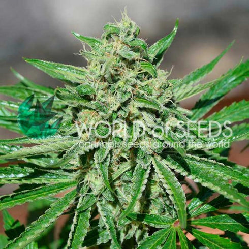 World Of Seeds - CBD Tonic