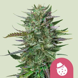 Royal Queen Seeds - Do-Si-Dos