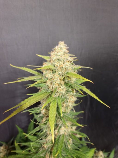 Pure Instinto - Melon Gum