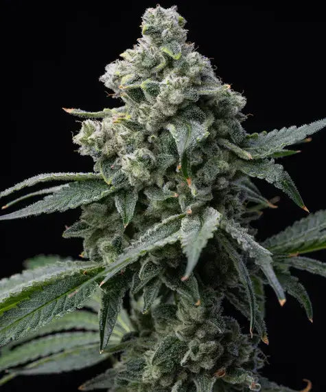 Barney's Farm Seeds - Bruce Banner