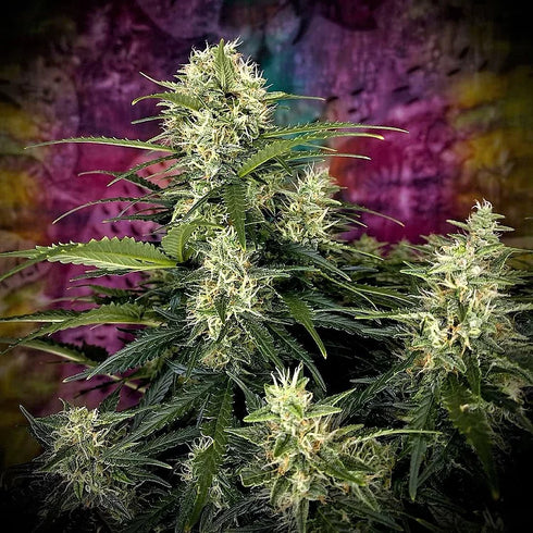Top Shelf Elite Seeds - Auto Truffle Berry