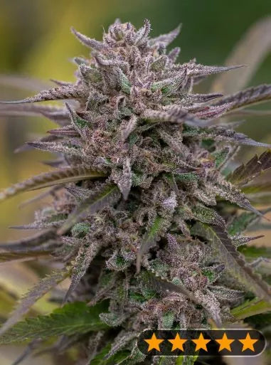 Power Strains - 5 Star Pink Runtz