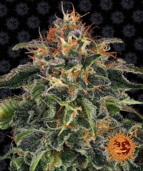 Barney's Farm Seeds - Moby Dick