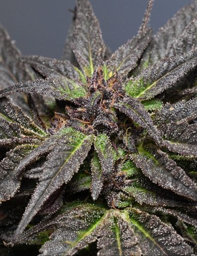 Medicann Seeds - Wedding Cake