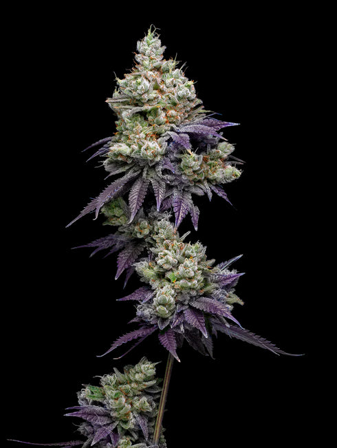 Mavericks Genetics - Jasmine Panna Cotta