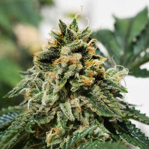 Freedom of Seeds - Banana Dance