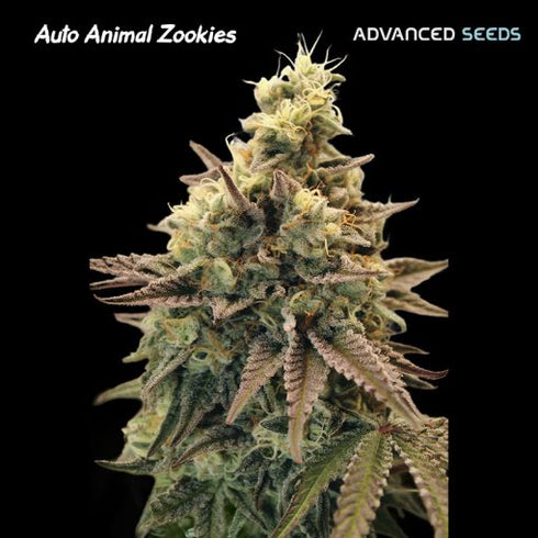 Advanced Seeds - Auto Animal Zookies