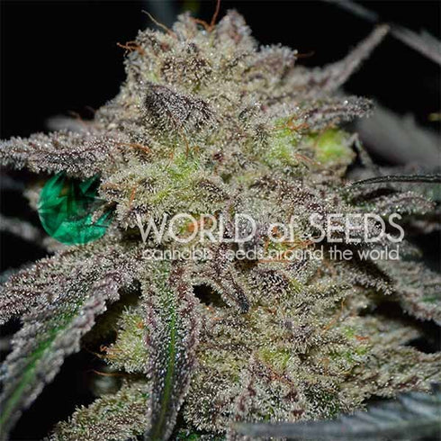 World Of Seeds - Tonic Ryder
