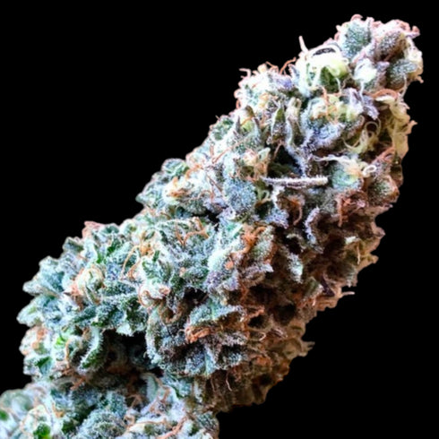 BSB Genetics - Chunky Pineapple