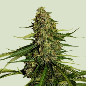 Royal Queen Seeds - Gaia F1