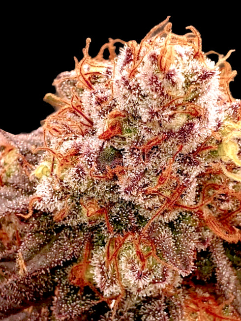 BSB Genetics - Banana Split Auto