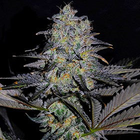 G13 Labs - Magnetic Marker