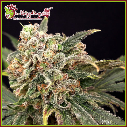 Dr Krippling Seeds - Mint Glace