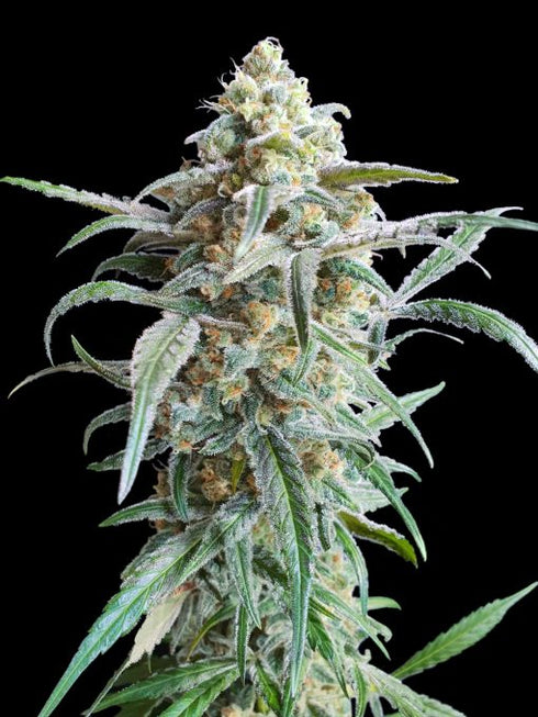 Advanced Seeds - Auto Cherry Pie