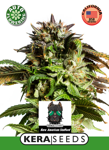 Kera Seeds - American Stafford Auto