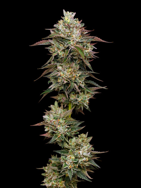 Mavericks Genetics - Kiwi x Cookie Dog Auto