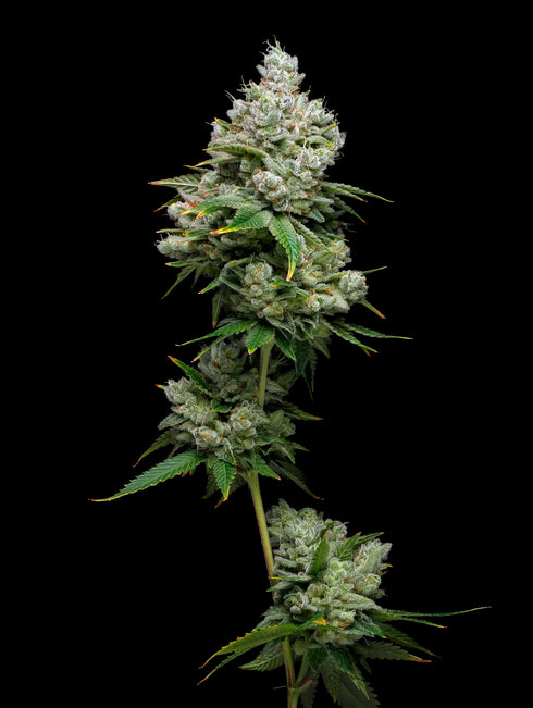 Mavericks Genetics - Kiwi x Papaya