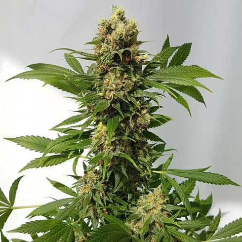 Freedom Of Seeds - Guerilla Ryder Auto