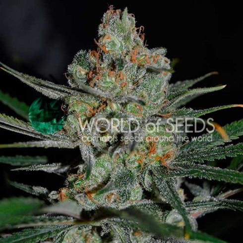 World Of Seeds - Afghan Kush Early