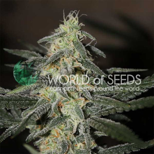 World Of Seeds - Northern Light x Big Bud Early