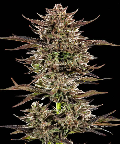 Barney's Farm Seeds - Frosted Zinn x 3 Bears OG Auto