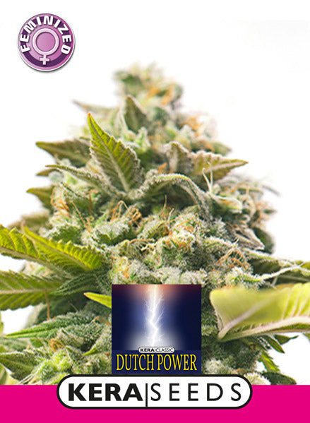 Kera Seeds - Dutch Power