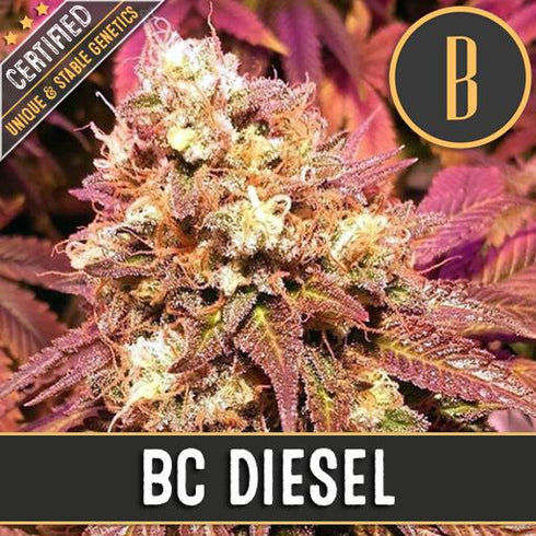 Blimburn Seeds - BC Diesel