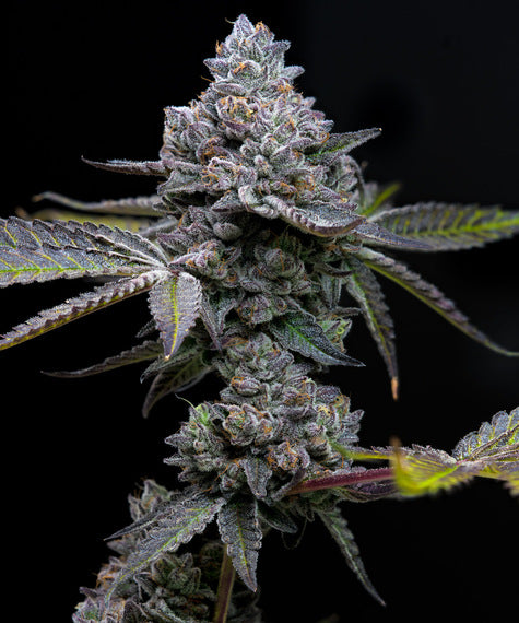 Barney's Farm Seeds -  Apple Fritter