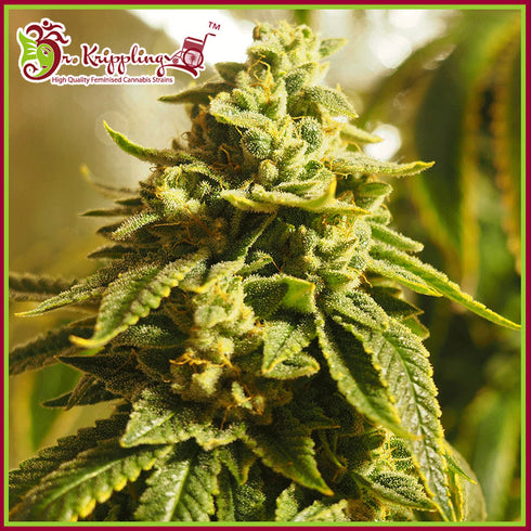 Dr Krippling Seeds - Glue Kripple