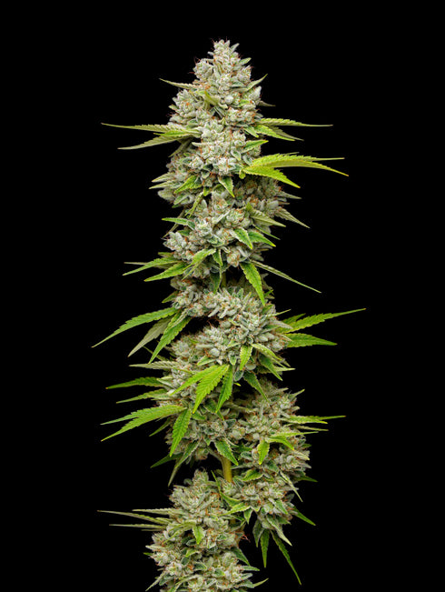 Mavericks Genetics - Lemon Blueberry