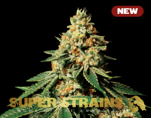 Super Strains - Zkittlez