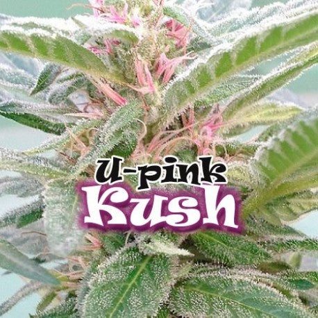 Dr Underground - U. Pink Kush