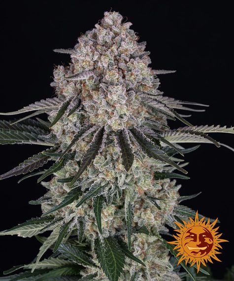 Barney's Farm Seeds - Sour Diesel Auto