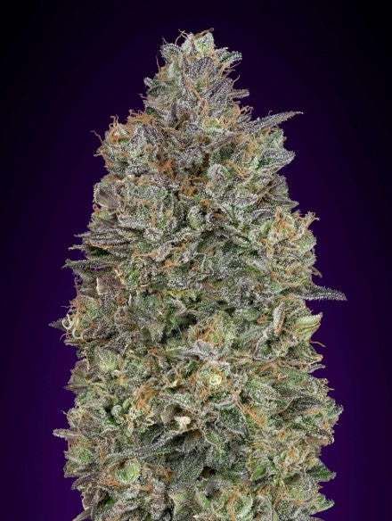 Advanced Seeds - Critical Purple Kush