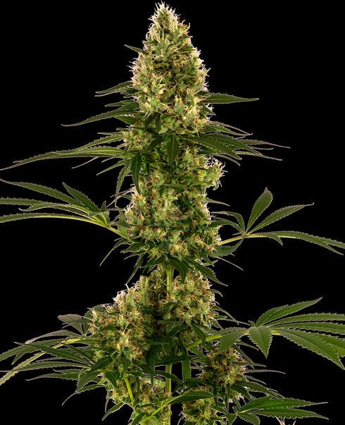 Sensi Seeds - Blue Bullet Auto