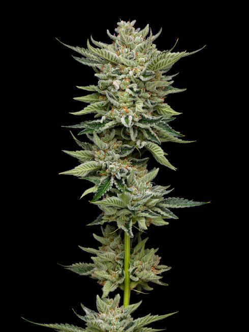 Mavericks Genetics - Marathon OG