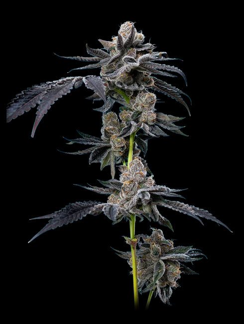 Mavericks Genetics - Motor Breath