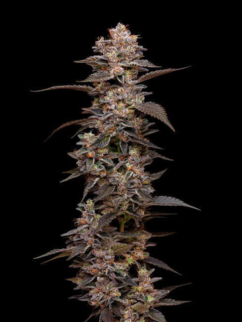 Mavericks Genetics - Munyunz