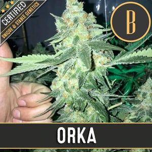 Blimburn Seeds - Orka