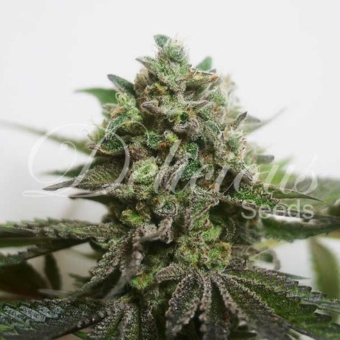 Delicious Seeds - Delimed CBD Plus