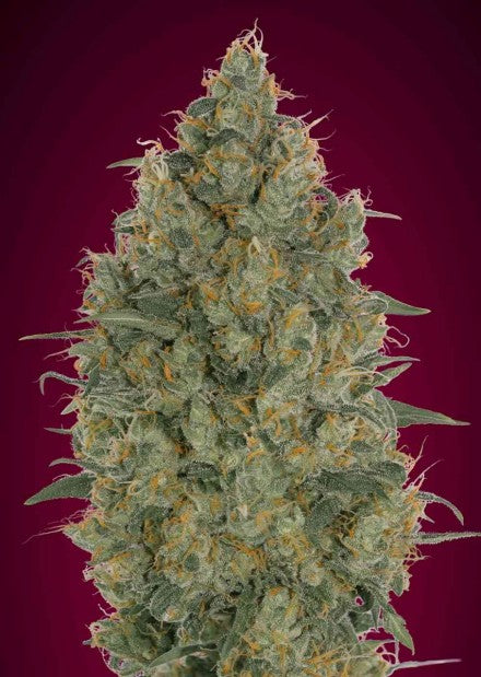 Advanced Seeds - Strawberry Gum