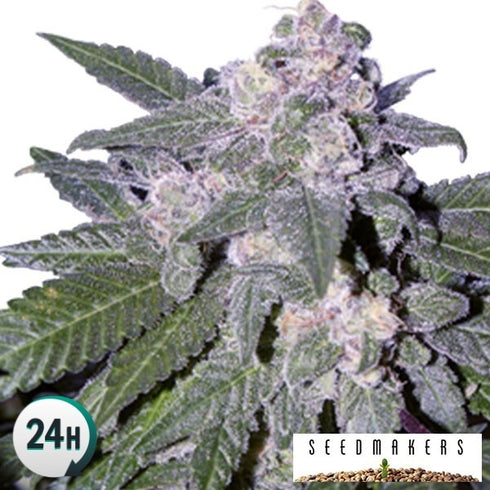 Seedmakers Seeds - Auto Blue