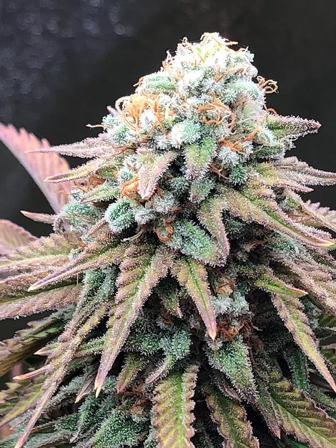 Critical Mass Collective - Alien Masster Kush