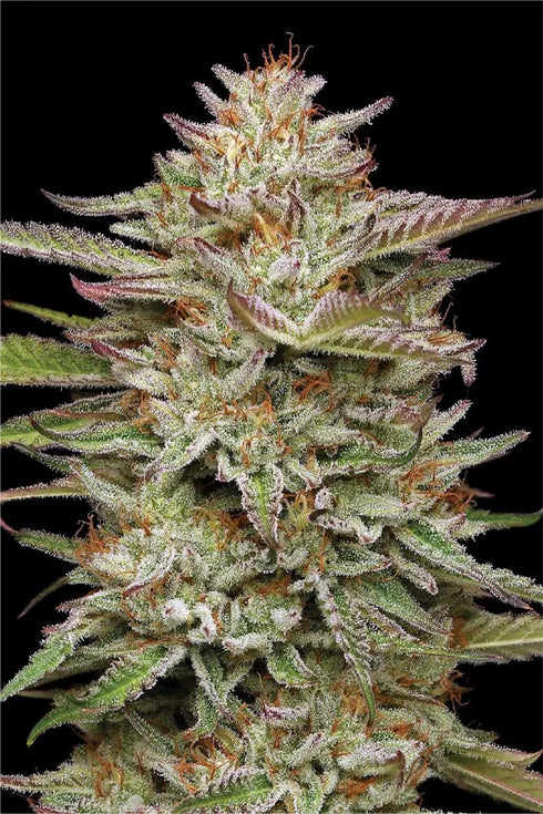 Humboldt Seed Company - Banana OG Auto