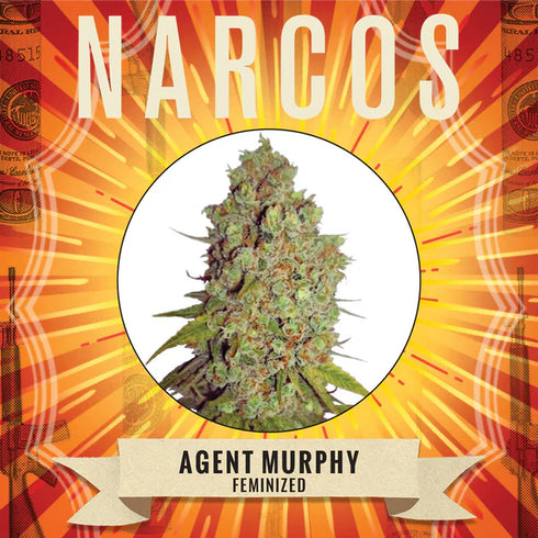 Narcos Seedbank - Agent Murphy