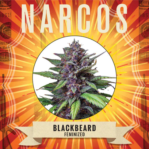 Narcos Seedbank - Blackbeard