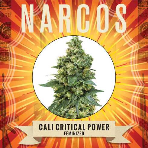 Narcos Seedbank - Cali Critical Power